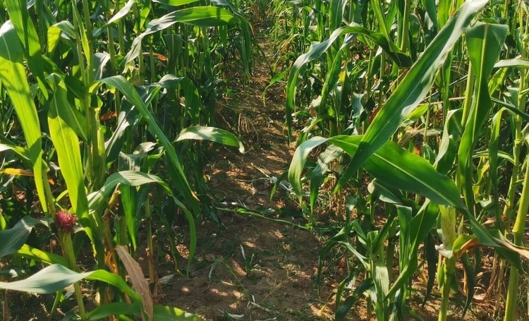   Бактериальный антистрессовый биоинокулянт для кукурузы разрабатывают в Бразилии