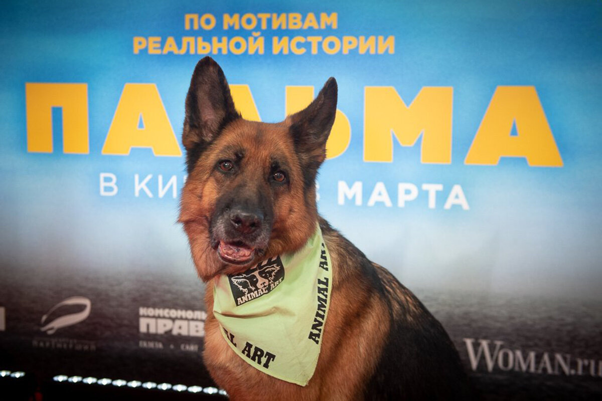 Фильм пальма - иллюстрация из интернета