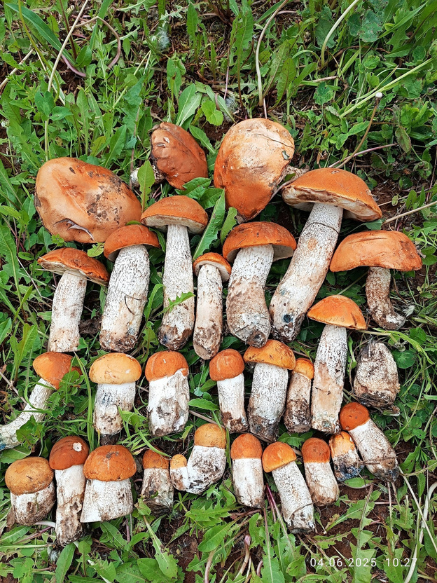    В Кировской области появились первые красноголовики