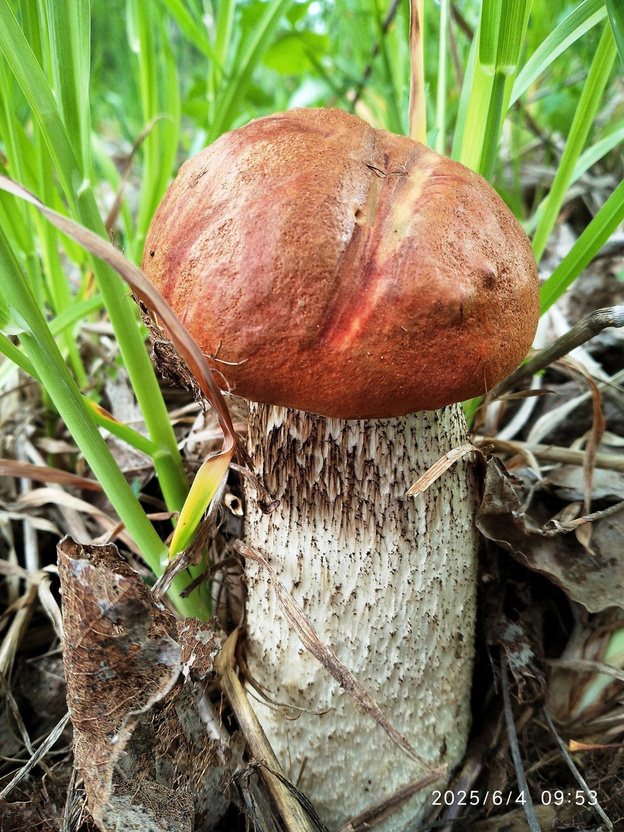    В Кировской области появились первые красноголовики