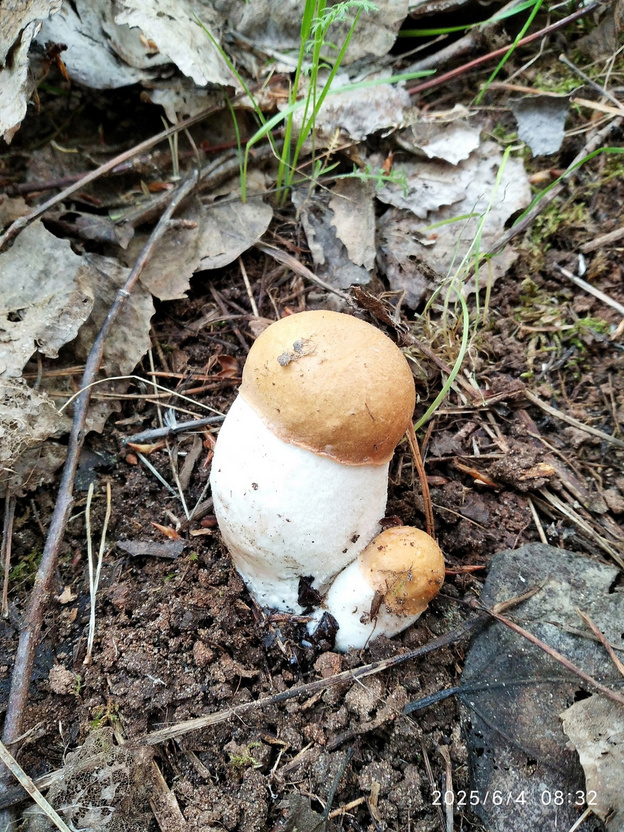    В Кировской области появились первые красноголовики