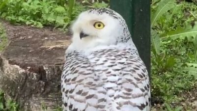     Источник: Белгородский зоопарк