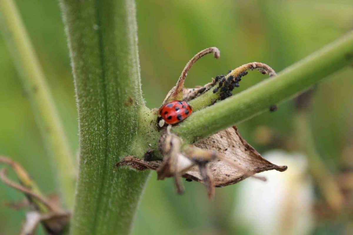    Эксперты ПНИПУ распознать и победить садовых вредителей / © Ali Alauda, Unsplesh
