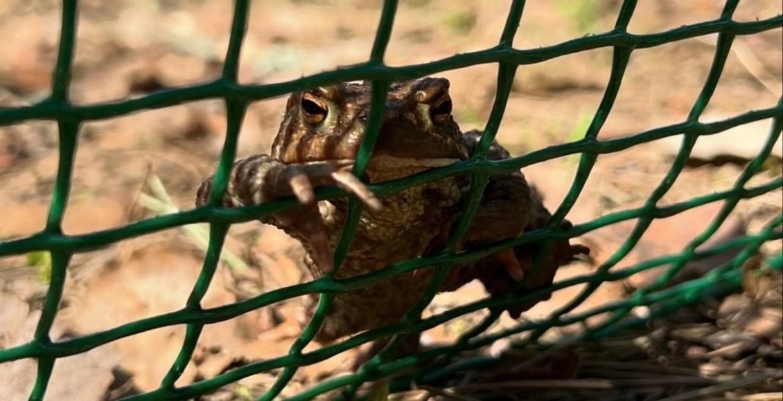    Фото: ГКУ «Дирекция ООПТ Санкт-Петербурга»