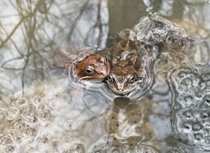    Фото: ГКУ «Дирекция ООПТ Санкт-Петербурга»