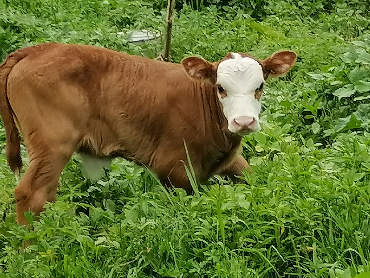 Это не Весна, просто наш новенький, неделя от роду.