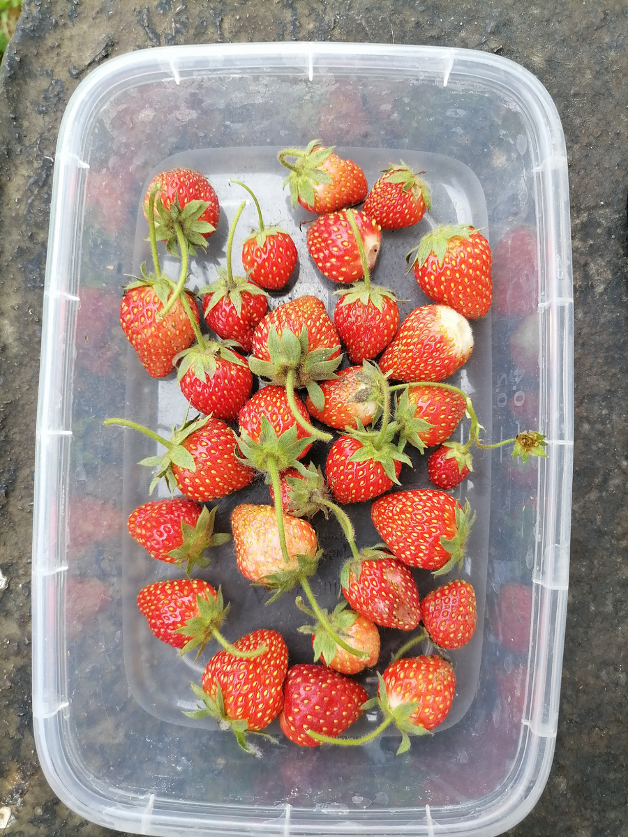 Заодно немного урожая собрала, дочке полакомиться.