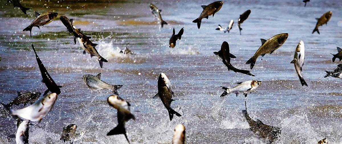 на что ловить весной, плотва весной, лещ весной, язь весной, карась весной, окунь весной, щука весной, нерест рыбы, рыболовные снасти весной, прикормка весной, наживки для весенней рыбалки, безопасность на рыбалке весной, нерестовый запрет, календарь клева рыбы, речная рыба, тактика ловли весной, Тайны рыбалки.