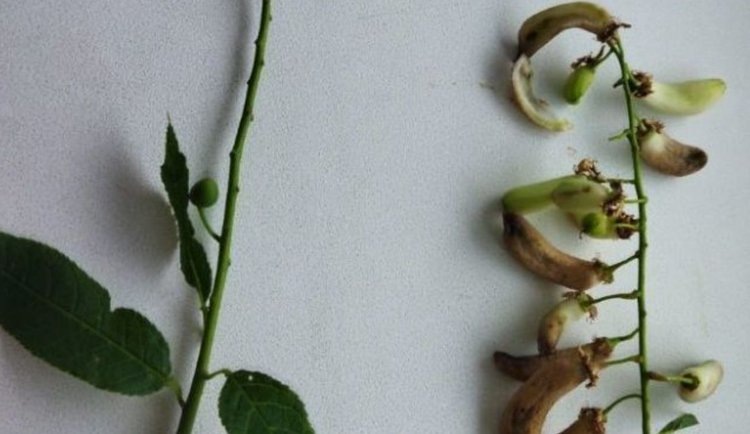    Черемуха сильно удивила жителей Свердловской области своими стручками