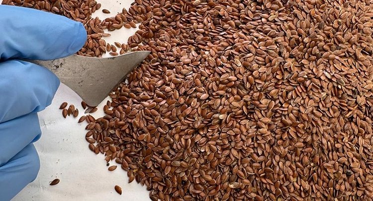    Татарстан за 5 месяцев в разы нарастил экспорт по ряду культур