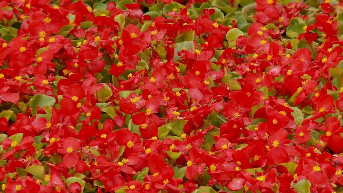 Городские цветы - собственность администрации