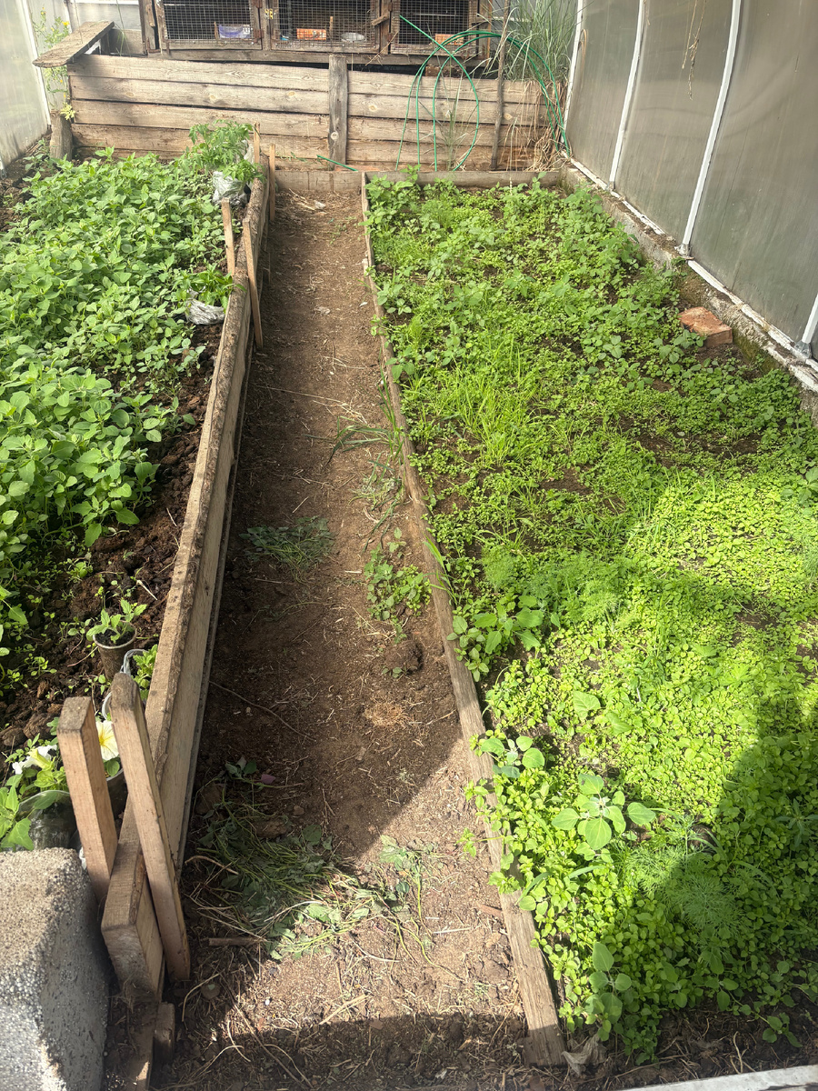 Это моя теплица «до»