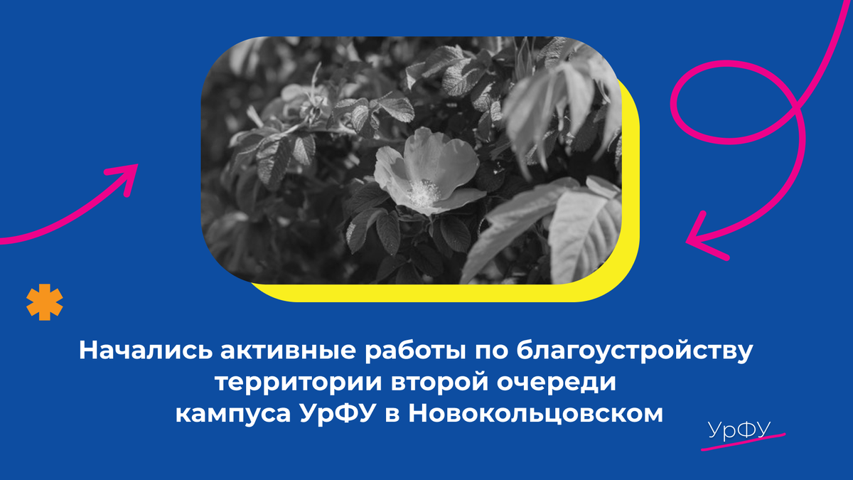 Планируется высадить почти 500 деревьев и кустарников. Фото: Родион Нарудинов.