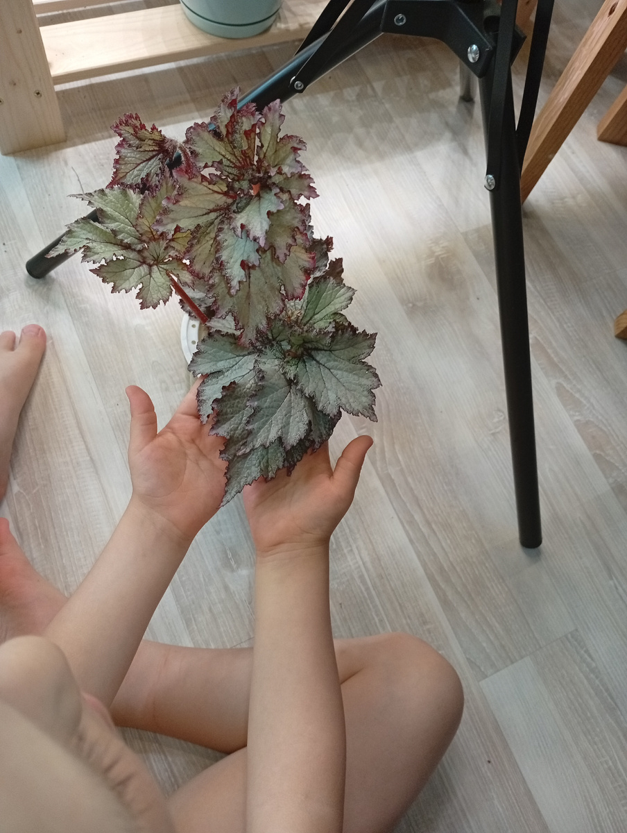 Бегония "Пюрпл Сноу"