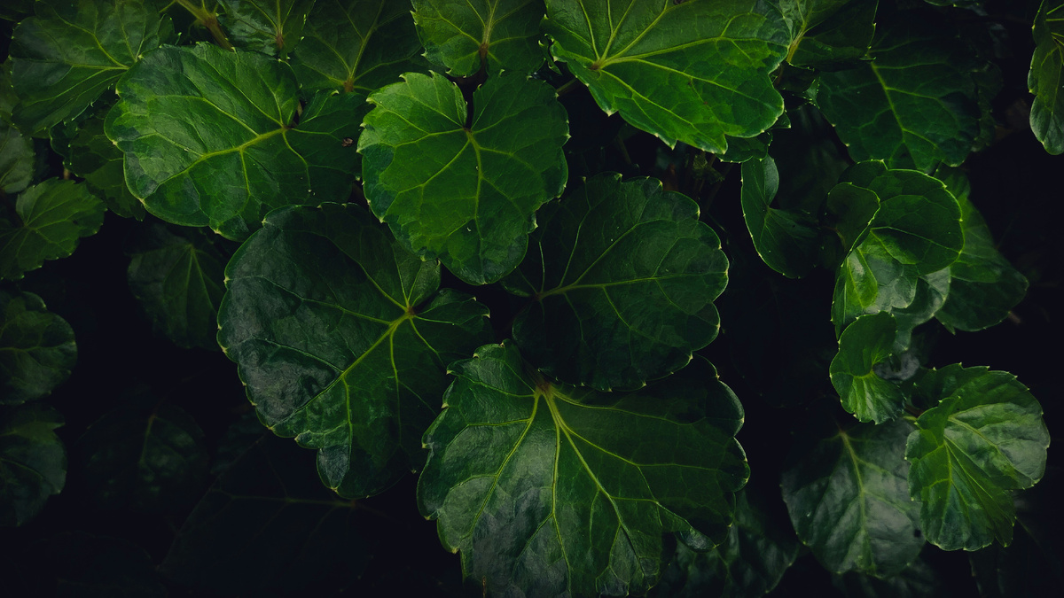 Картинка с бесплатного фотостока https://unsplash.com, автор Waysm Disk