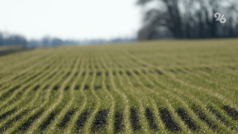    Погодные условия и изменения климата сильно сказываются на качестве и количестве получаемого урожая Фото: ИА «Победа26»