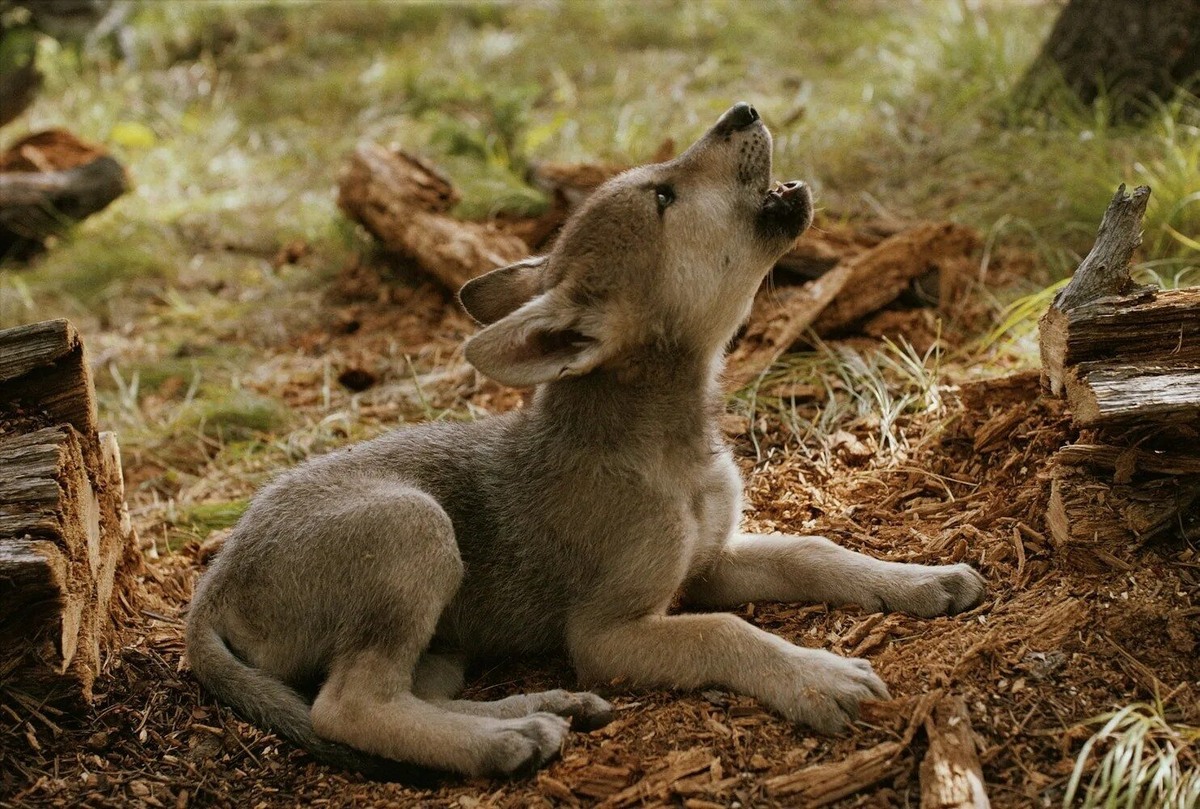 Фото из Яндекса