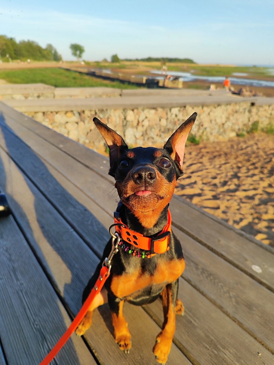 Такара (или просто Кара) 🐾