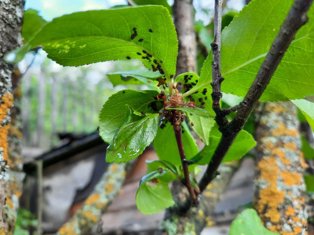 Муравьи построили фермы для разведения тли