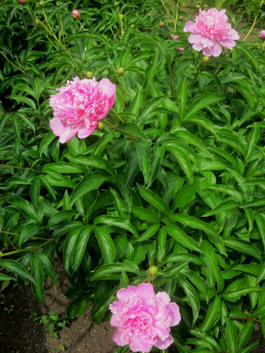 Собственное фото автора от 1 июня 2015 г. Первые пионы зацвели