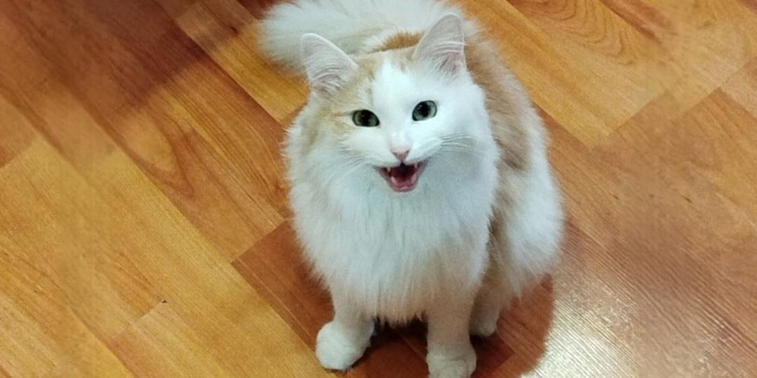 Учимся понимать кошку: 15+ сигналов, которые многие не замечают