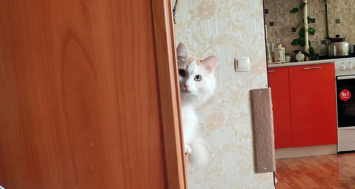 Что сидишь? Пойдем поиграем?