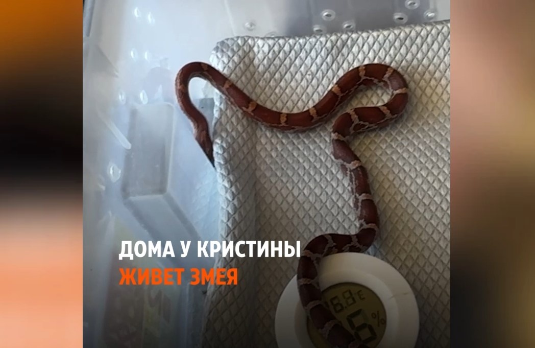 Кадр видео. Источник: Елена Панкратьева / E1.RU