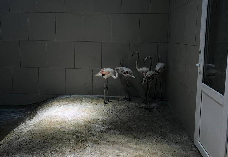 Сейчас животные  находятся на карантине. Через 21 дней фламинго присоединятся к большой стае, а гуанако, по словам представителей парка, отправятся на территорию Южной Америки.Ростовский зоопарк передал розовых фламинго и гуанако Южному парку «Малинки». Об этом рассказала пресс-служба парка.
  
 Из зоопарка в парк переселили пять годовалых розовых фламинго, а также пара гуанако Жюль и Женева.  
 
 – В «Малинки» приехали пять прекрасных розовых фламинго. Они молоденькие, поэтому их окрас еще не розовый, – говорится в сообщении.📷
