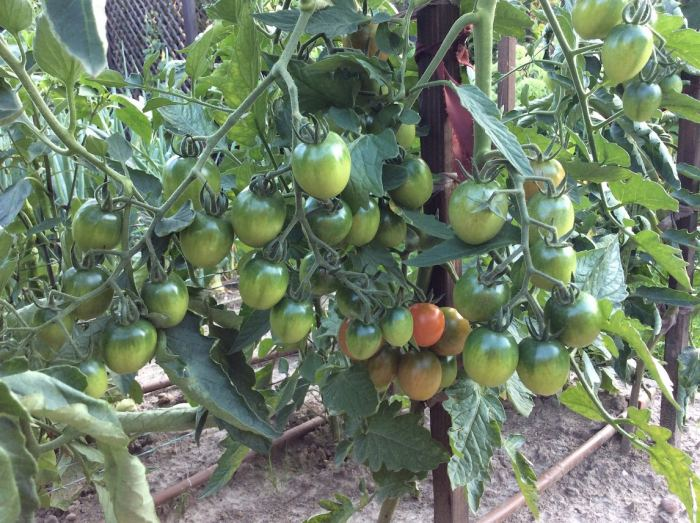 Как уберечь томаты от фитофторы и повысить урожай: мой опыт борьбы за здоровые грядки