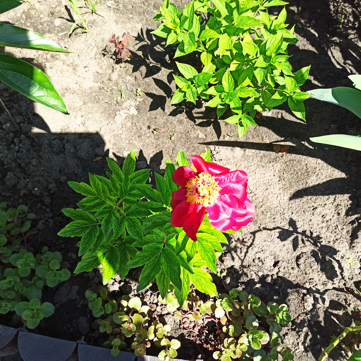 Узнаете его в этом заморыше ?