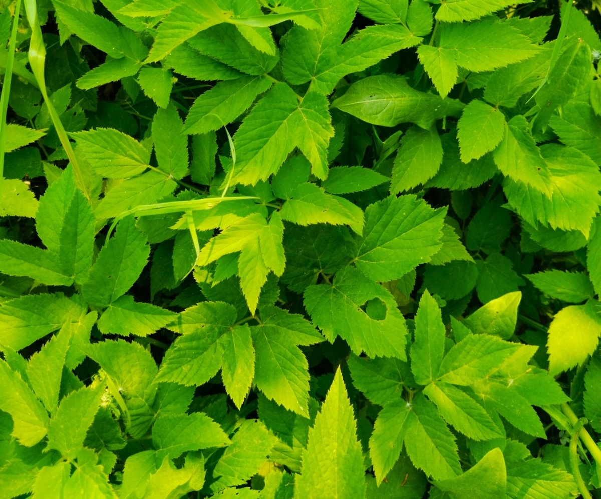 сныть                                                                                                                      dzen.ru/tatiana_day