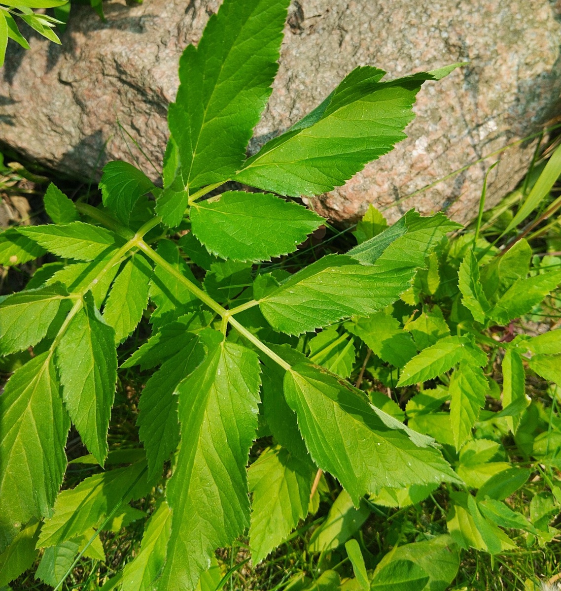 сныть в саду                                                                                                          dzen.ru/tatiana_day