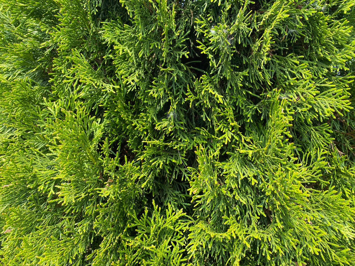 Туя Смарагд, фото автора