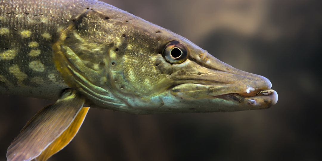 Как живёт щука: 8 интересных фактов из жизни «царицы русских рек»