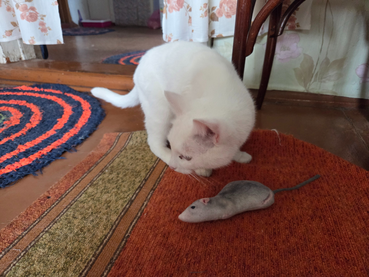 Барсик играет с крыской