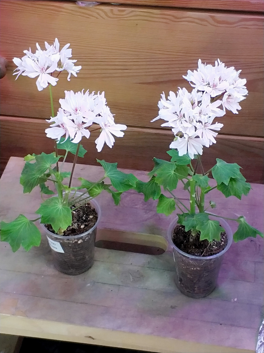 На фото черенки сорта ЕлКа Журавлики. Убирать у них соцветия бессмысленно. 