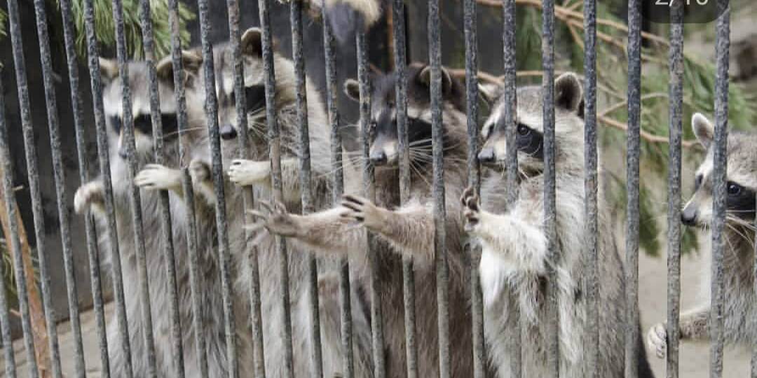 Как из живого уголка юннатов вырос один из лучших зоопарков страны