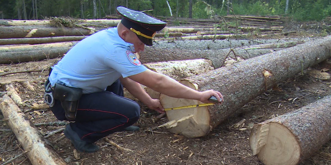 Как доказать, что дерево аварийное? Чтобы не получить штраф за спил