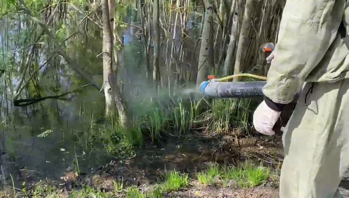    В Нижневартовске уничтожают комариные кладки