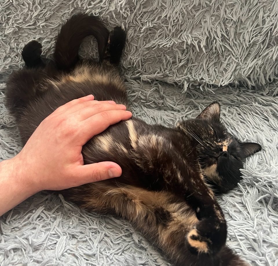    Фото: «Республика» / Илья Лапухин