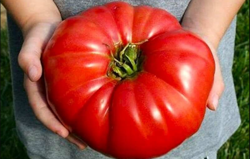 рекордный томат