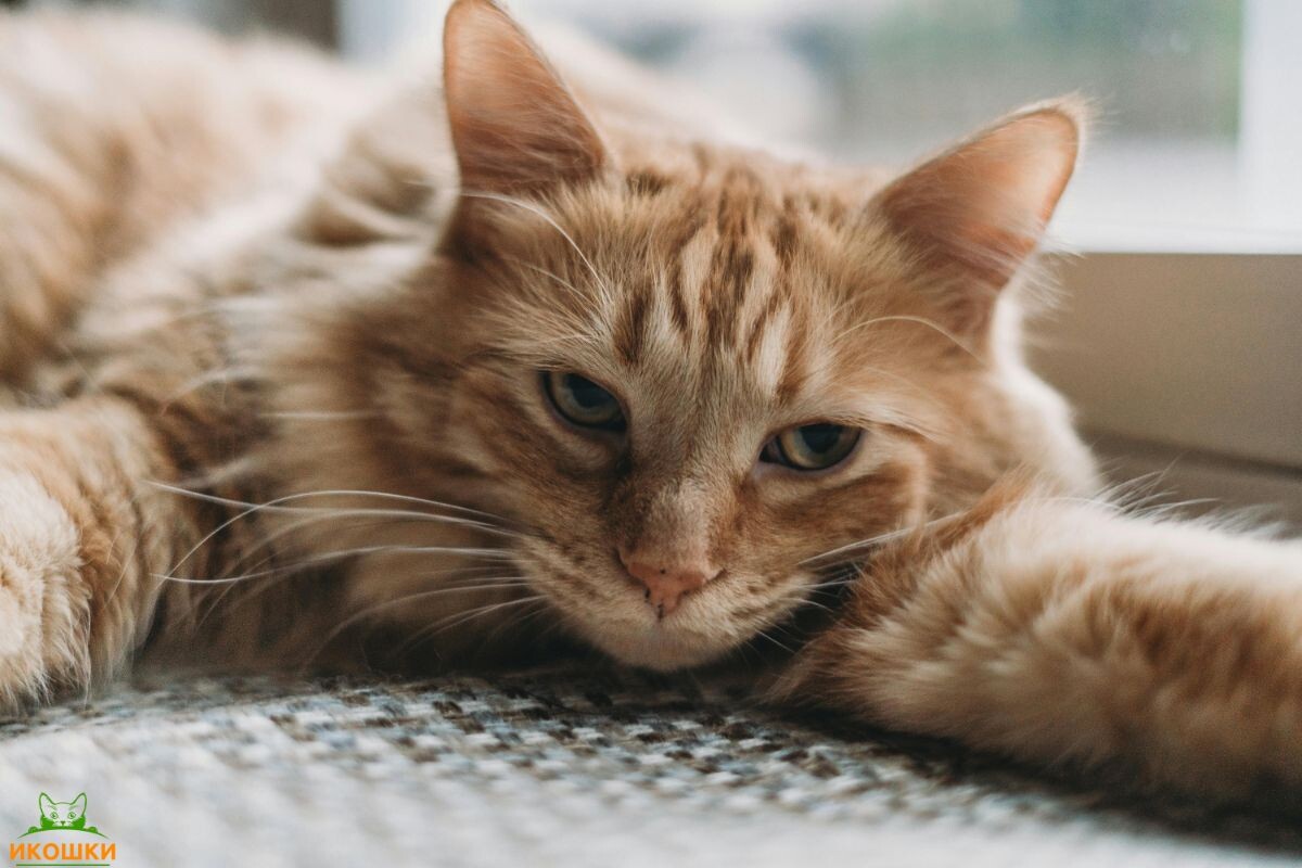 Рыжий кот лежит