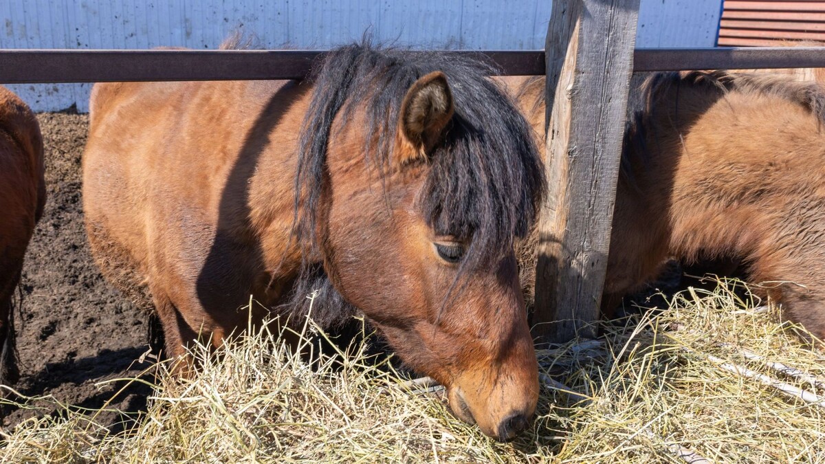    Фото: Александр Чирва/«Ямал-Медиа»