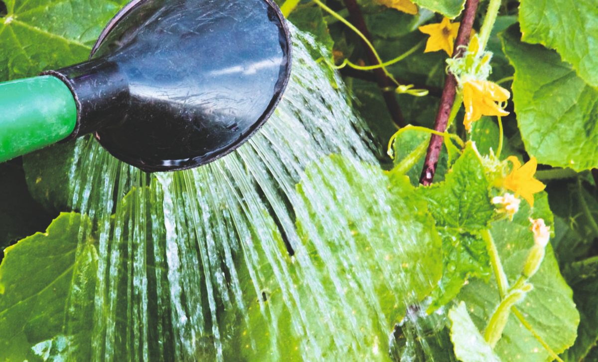 Почему нельзя поливать по листьям