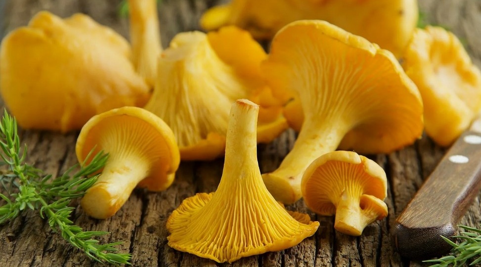 Топ-6 интересных фактов о лисичках