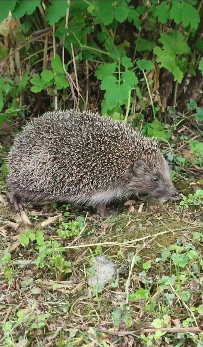 Еж в саду. Фото автора.