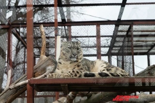    Крупных хищников пока не перевезли на новое место