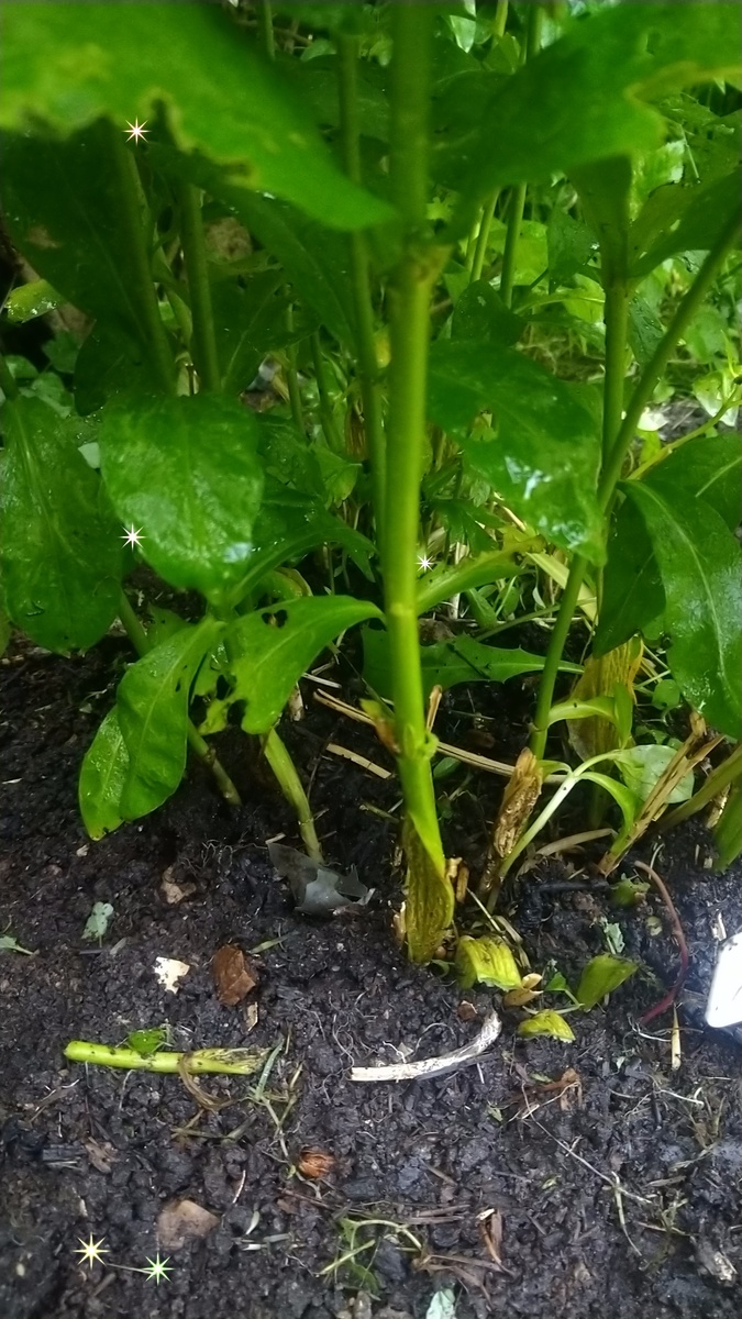 Растрескивание стебля