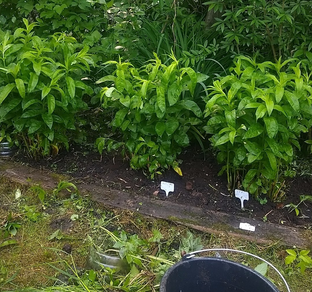 Флоксы в начале июня