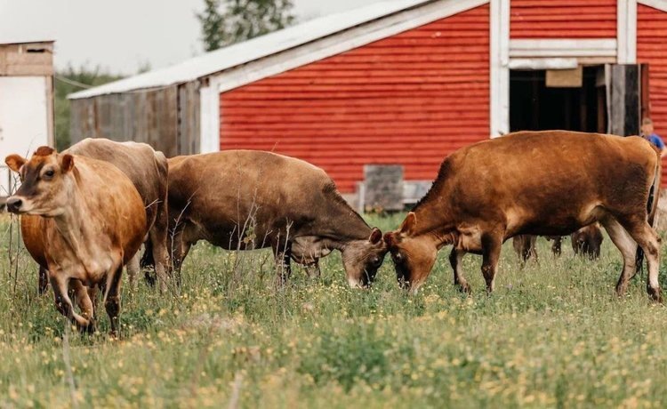    Свободные коровы танцуют от радости